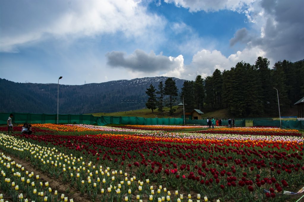 Tulip Garden-Sanasar-Patnitop-Nathatop-Jammu
