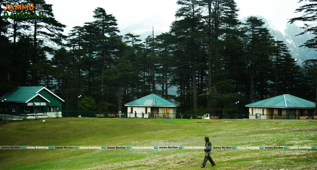 Deodar forest at Patnitop hill station, Udhampur