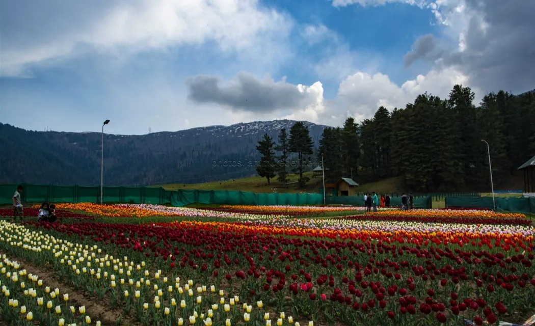 Red and pink tulip rows at Sanasar Tulip Garden, Ramban