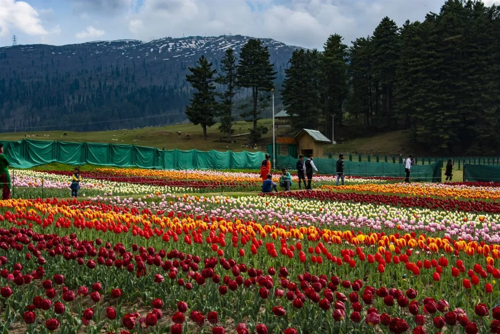Wide tulip field panorama at Sanasar spring bloom, Ramban