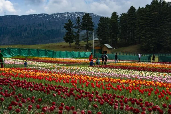 Wide tulip field panorama at Sanasar spring bloom, Ramban