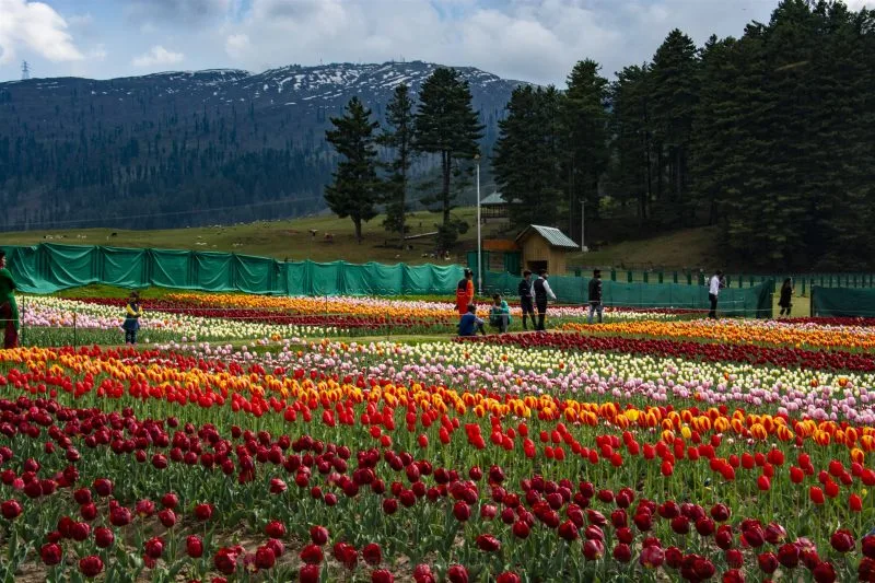 Wide tulip field panorama at Sanasar spring bloom, Ramban